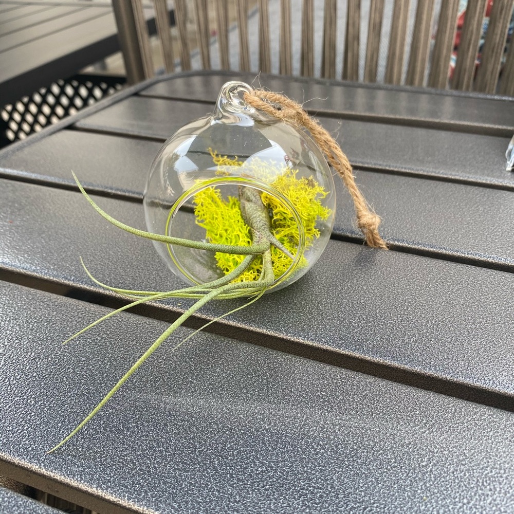 2 LEFT: Terrarium - Picture 2 of 7